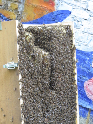 Bienenkiste voller Bienen
