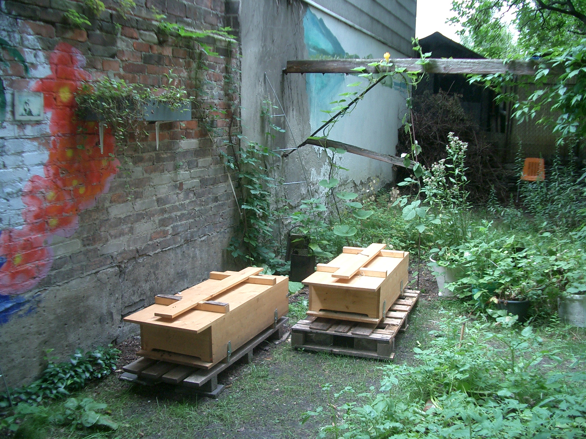 Bienenkisten im Neuköllner Hinterhausgarten