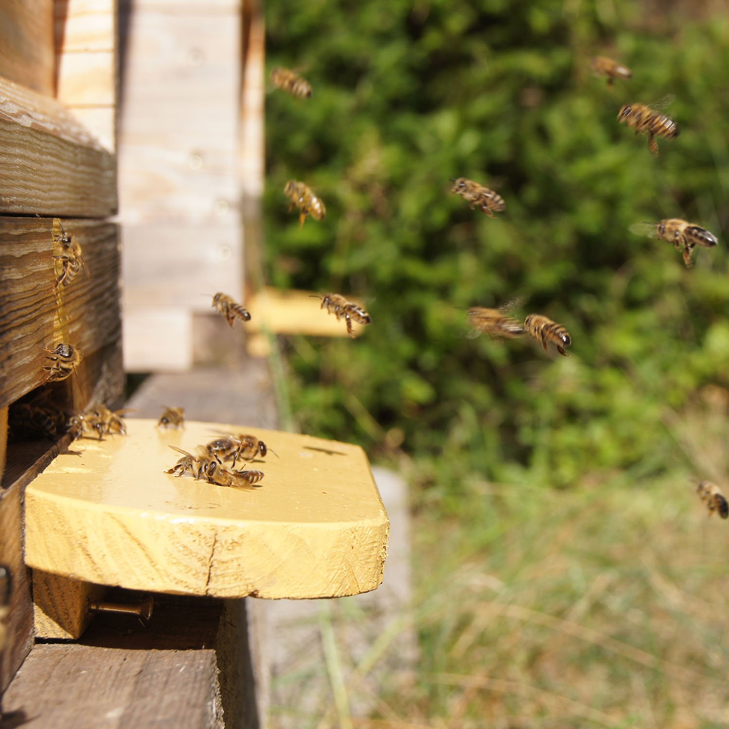 Imkerportrait – Bienen beim Anflug