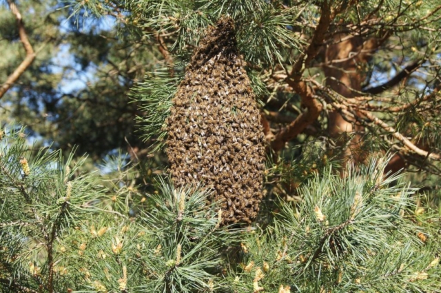 Ein Bienenenschwarm hängt hoch oben in der Kiefer