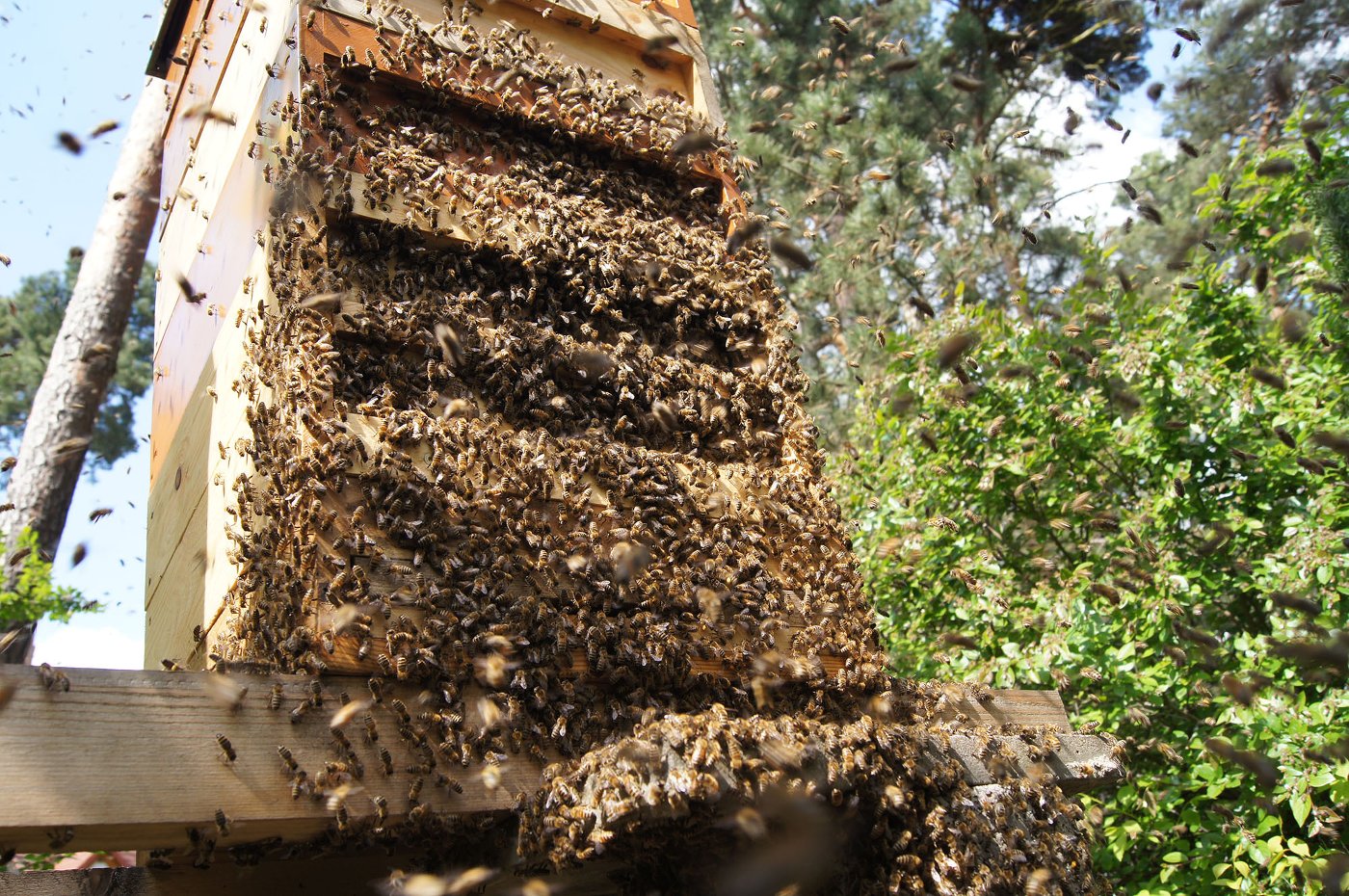 Einzug eines Schwarmes in einen Bienenstock