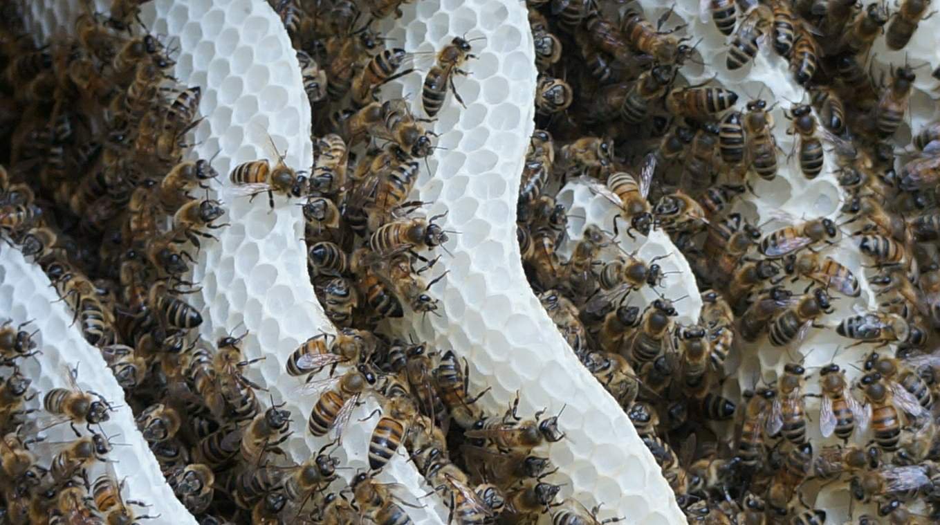 Naturwabenbau mit Bienen