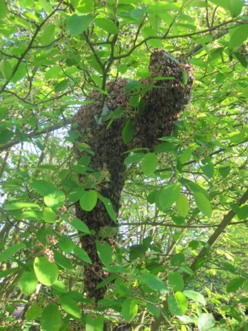 Ein Bienenschwarm hat sich niedergelassen und sucht nach einem neuen Heim.