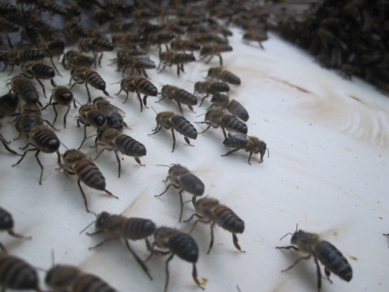 Bienen fächeln Pheromone in die Luft, um ihren Brüdern und Schwestern den Weg zur neuen Behausung zu zeigen (Sterzeln).