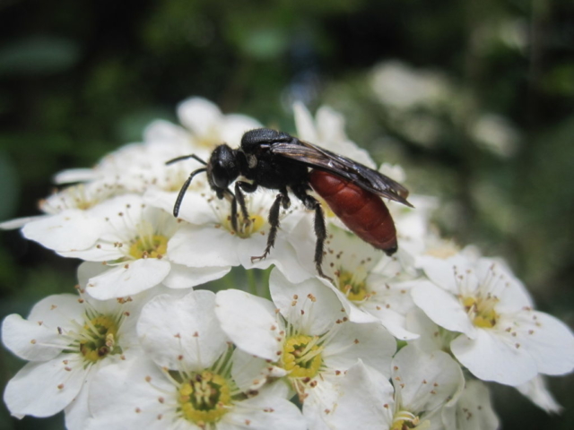 Kuckucks-Wildbiene von der Gattung der Blutbienen (Sphecodes)
