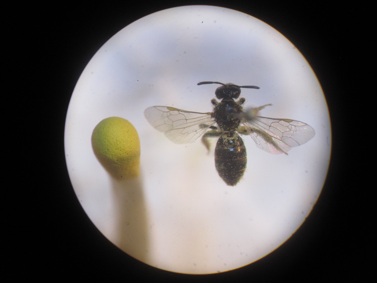 Eine Wildbiene der Gattung Lasioglossum – kaum größer als ein Streichholzkopf.