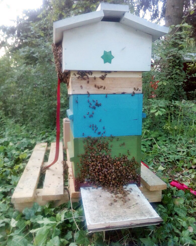 Einzug eines Bienenschwarms in seine Warré Behausung - Carlo
