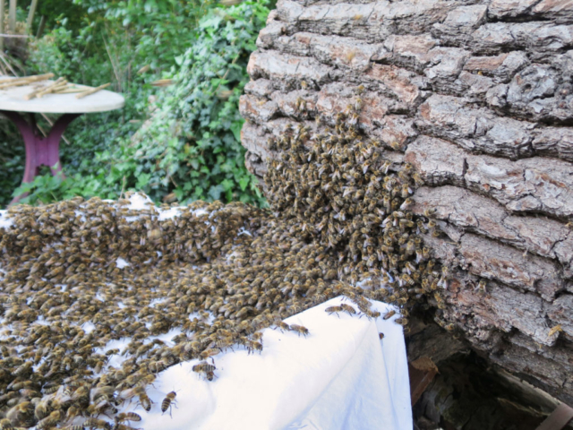 Bienenschwarm-Mellifera-Berlin- Der Dornröschen Bienenschwarm läuft in seine neue Trogbeute ein. - Tobias
