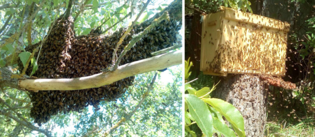 Bienenschwarm in Rehagen, frei und gefangen - Carlo