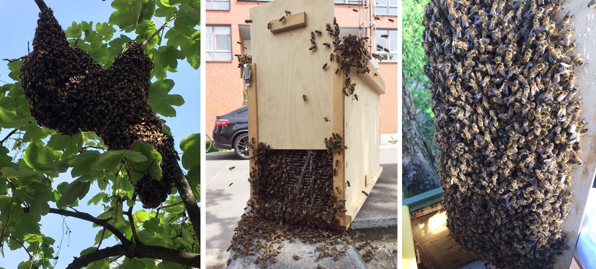 Bienenschwarm Faultier in einem Kreuzberger Baum - Ein Nachschwarm wird eingefangen und einlogiert. - Rainer