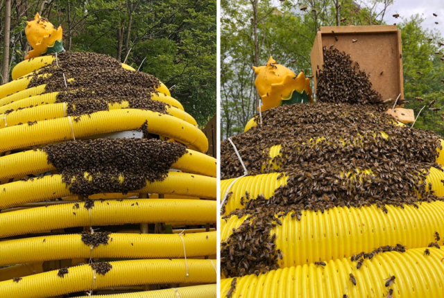 Ein Bienenschwarm auf der gelben Plastikskulptur eines Bienenstockes im Prinzessinnengarten. Er bevorzugt aber dann doch in eine hölzerne Kiste einzuziehen...