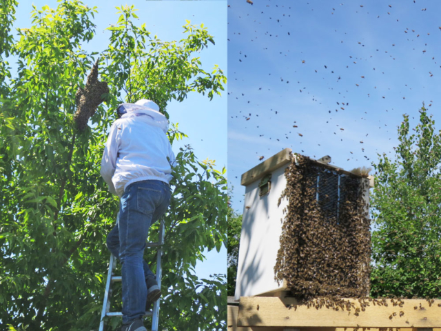 Ein Bienenschwarm am Tempelhofer Feld. - Tobias