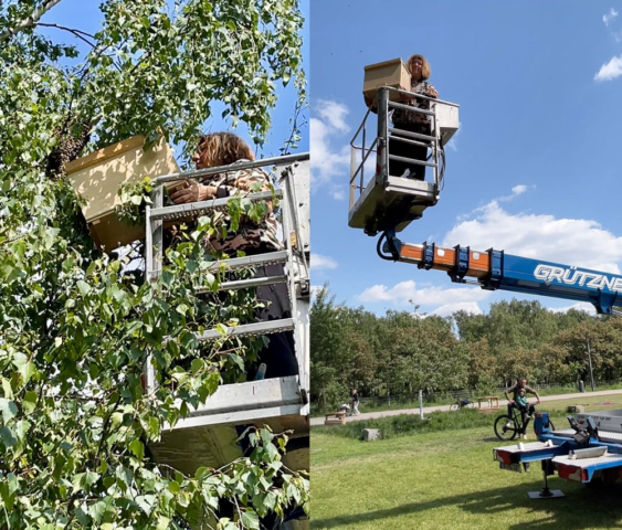 Wow - welch ein Glück, dass gerade Gartenarbeiter im Mauerpark mit einer Hebebühne vor Ort waren, damit ich diesen 6 Meter hoch hängenden Schwarm einfangen konnte! Einfach abgeholt in 10 Minuten. Ein Traum ging in Erfüllung ;-)