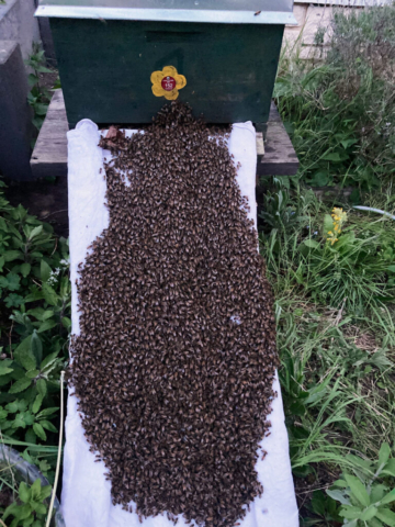Spandauer Bienen ziehen in Heinersdorf ein.