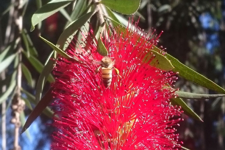 Rote, imposante Blüte wird von Biene beflogen – Uganda