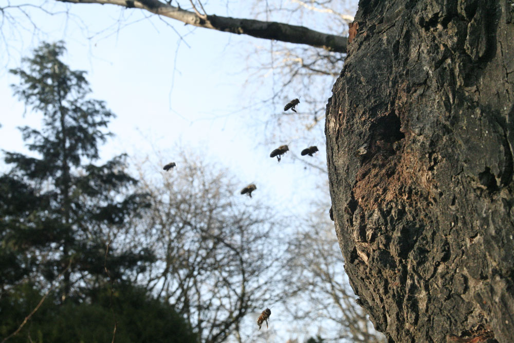 Wild lebende Honigbienen in einem Baum