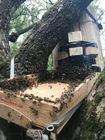 Eine waghalsige Konstruktion um eine Bienenschwarm in eine Klotzbeute im Baum einlaufen zu lassen.
